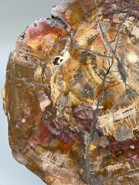 Petrified Wood Slice 'AAA Grade' Display Specimen: Choose Size & Amount  (Premium Quality 'AAA' Grade Display Specimens)