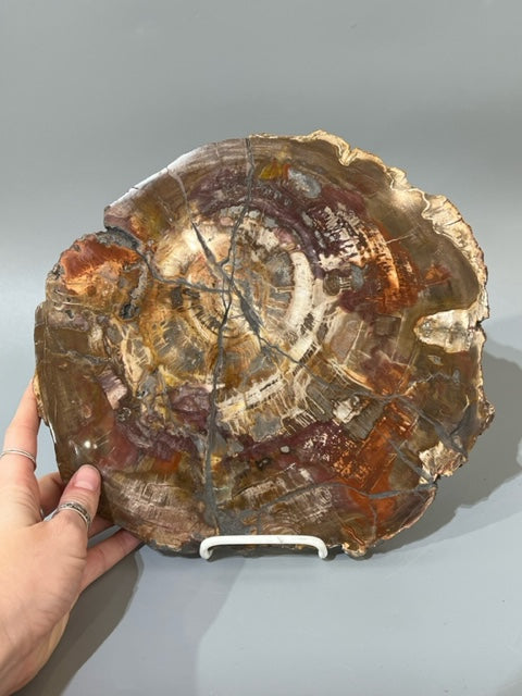 Petrified Wood Slice 'AAA Grade' Display Specimen: Choose Size & Amount  (Premium Quality 'AAA' Grade Display Specimens)