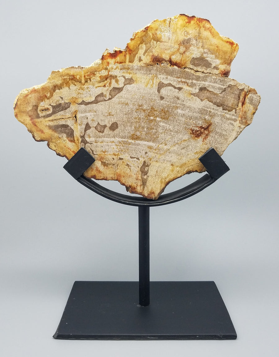 PETRIFIED WOOD SLICE